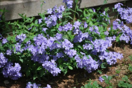 Floks kanadyjski- Phlox divaricata 'Blue Moon'