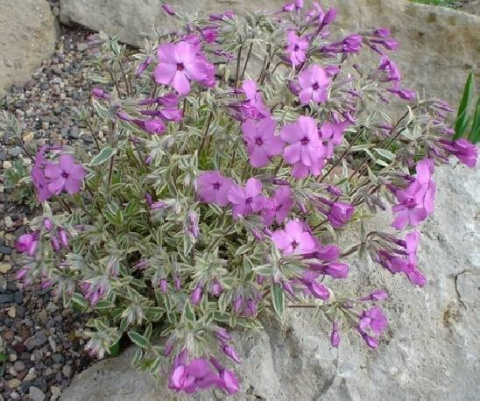 Floks płożący 'Variegata'- Phlox procumbens