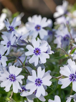 Floks szydlasty- Phlox subulata 'Bavaria'