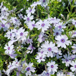 Floks szydlasty- Phlox subulata 'Bavaria'