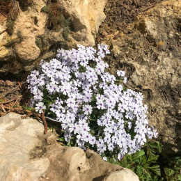 Floks szydlasty- Phlox subulata 'Bavaria' (p9)