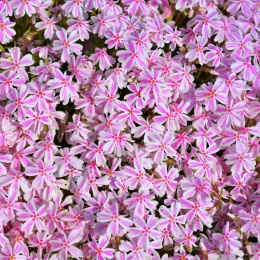 Floks szydlasty- Phlox subulata 'Kimono' Candy Stripes