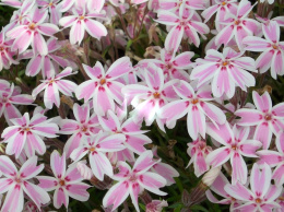 Floks szydlasty- Phlox subulata 'Kimono' Candy Stripes