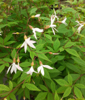 Gilenia trójlistna- Gillenia trifoliata (p9)