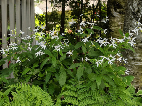 Gilenia trójlistna- Gillenia trifoliata (p9)