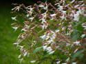 Gilenia trójlistna- Gillenia trifoliata