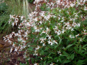 Gilenia trójlistna- Gillenia trifoliata