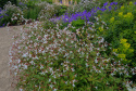 Gilenia trójlistna- Gillenia trifoliata