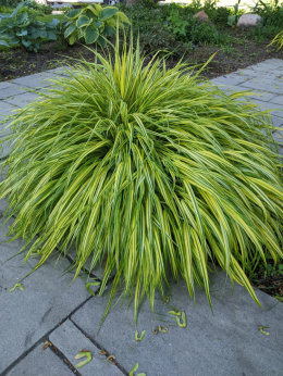 Hakonechloa 'Aureola' (p9)