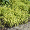 Hakonechloa 'Aureola' (p9)