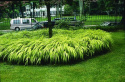 Hakonechloa 'Aureola' (p9)