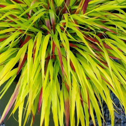 Hakonechloa 'Sunflare'