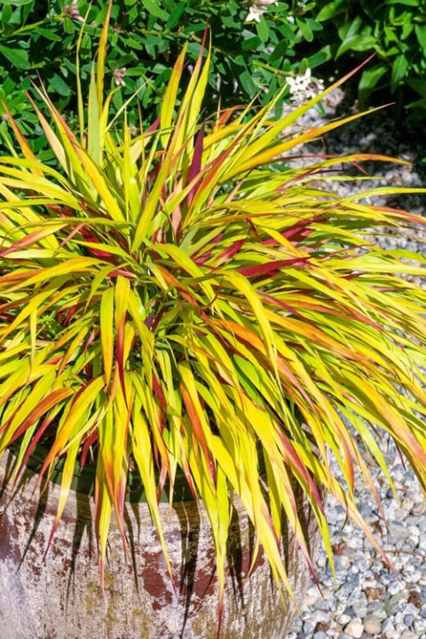 Hakonechloa 'Sunflare'