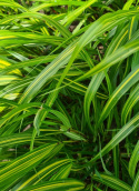 Hakonechloa 'Sunny Delight' (p9)