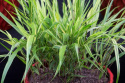 Hakonechloa 'Sunny Delight' (p9)