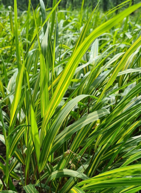 Hakonechloa 'Sunny Delight' (p9)