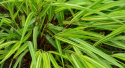 Hakonechloa 'Sunny Delight' (p9)