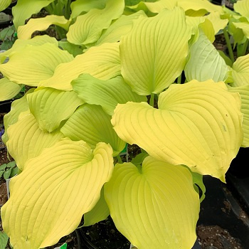 Hosta 'Dancing Queen' (p9)