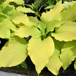 Hosta 'Dancing Queen' (p9)