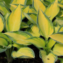 Hosta 'June'