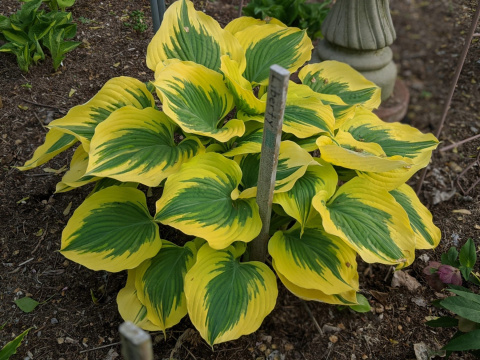 Hosta 'Liberty' (p9)