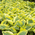 Hosta 'Liberty' (p9)