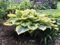 Hosta 'Liberty' (p9)