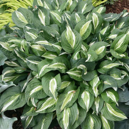 Hosta 'Snake Eyes'