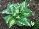 Hosta 'Snake Eyes'