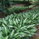 Hosta 'Snake Eyes'