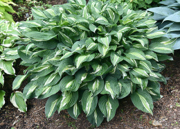 Hosta 'Snake Eyes'