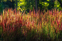 Imperata cylindrica 'Red Baron'