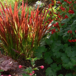 Imperata cylindrica 'Red Baron'