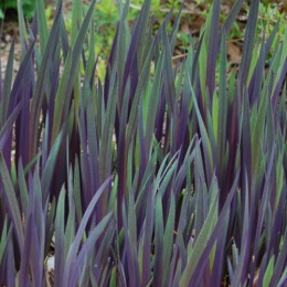 Irys 'Gerarld Darby'- Iris versicolor