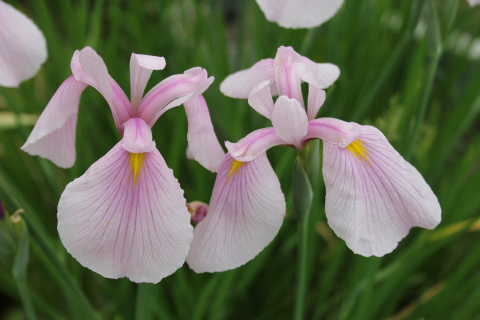 Irys gładki- IRIS laevigata 'Rose Queen'