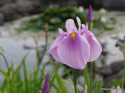 Irys gładki- IRIS laevigata 'Rose Queen'