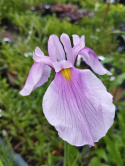 Irys gładki- IRIS laevigata 'Rose Queen'