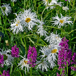 Jastrun- Leucanthemum 'Old Court Variety'