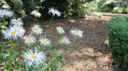 Jastrun- Leucanthemum 'Old Court Variety'