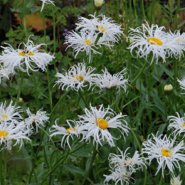 Jastrun- Leucanthemum 'Old Court Variety' (p9)