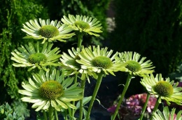 Jeżówka- Echinacea 'Green Jewel' (W)