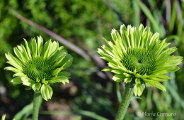 Jeżówka 'Green Jewel'