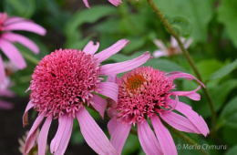 Jeżówka 'Pink Double Delight' (p9)