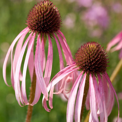 Jeżówka blada- echinacea pallida