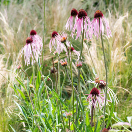 Jeżówka blada- echinacea pallida