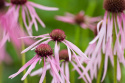 Jeżówka blada- echinacea pallida