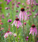 Jeżówka blada- echinacea pallida