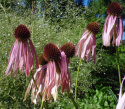 Jeżówka wąskolistna - Echinacea angustifolia