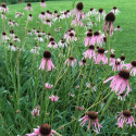 Jeżówka wąskolistna - Echinacea angustifolia