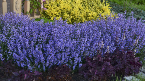 Kocimiętka 'Pursian Blue'